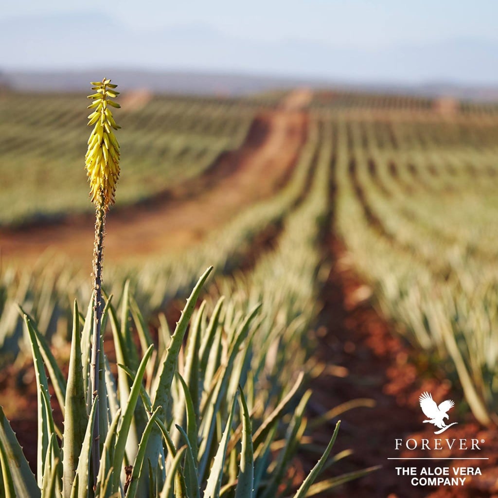 14615712_910186269114069_5318005033028857159_o